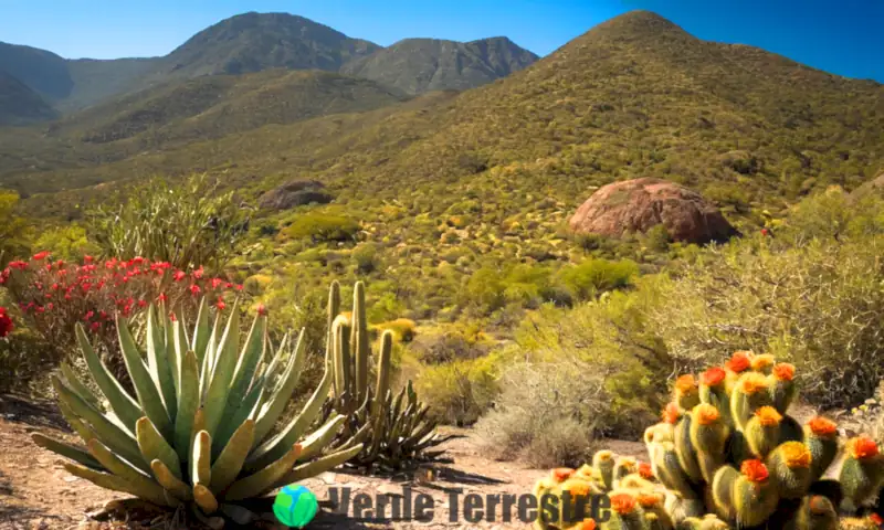 Tipos de vegetación terrestre que muestran ecosistemas diversos: selvas tropicales, desiertos áridos, praderas vibrantes y bosques templados, bajo un cielo azul brillante