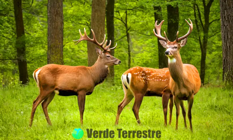 Ilustración de ciervos en un bosque, con un imponente ciervo macho y hembras pastando, resaltando detalles de su pelaje y la luz filtrada entre los árboles