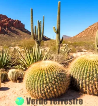 Paisaje desértico vibrante con cactáceas y suculentas bajo un cielo azul