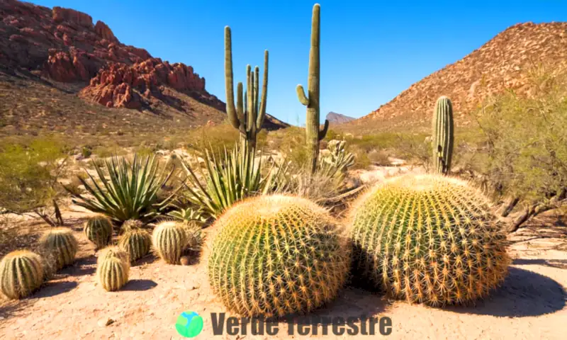 Paisaje desértico vibrante con cactáceas y suculentas bajo un cielo azul